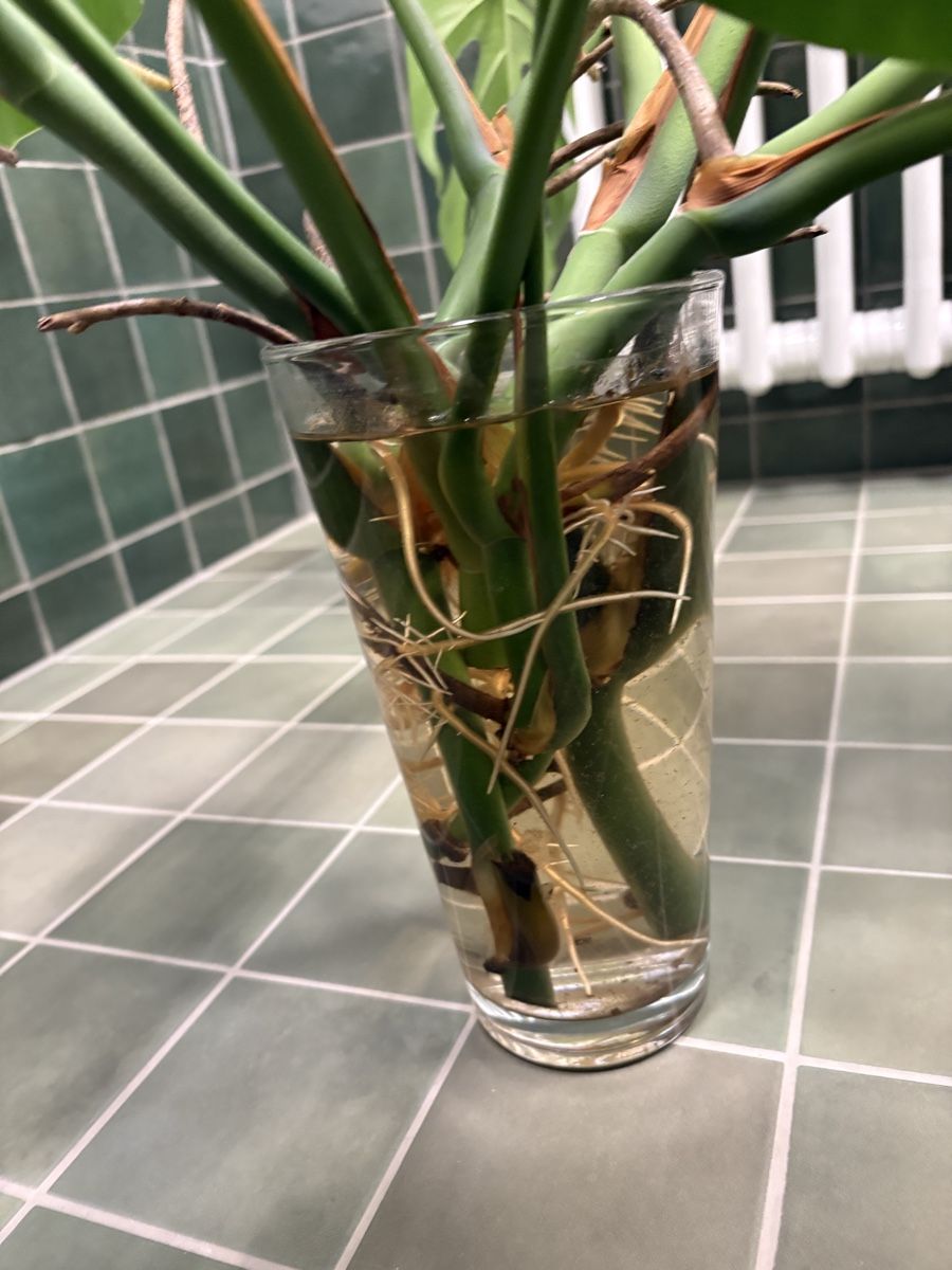 Plantes & graines: Monstera cuts – D'occasion à Zürich par NVTR 3