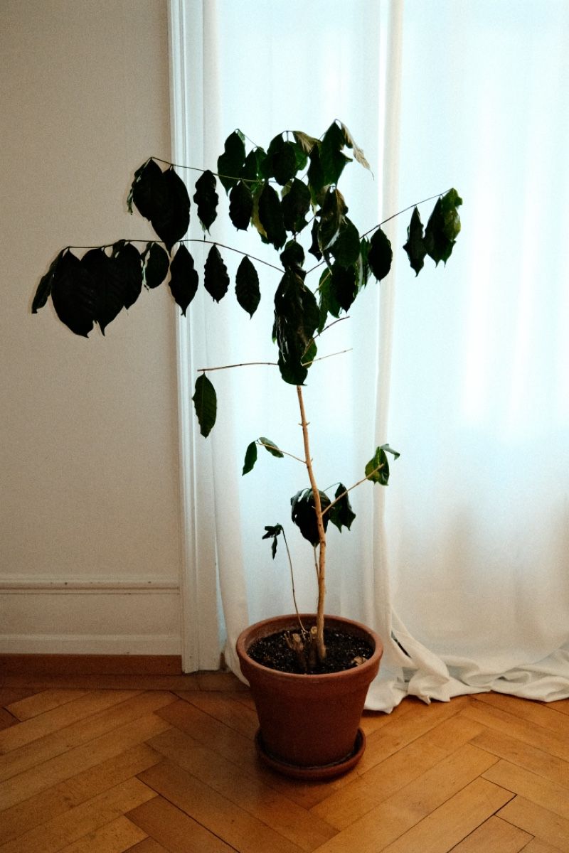 Plantes & graines: Kaffeepflanze inklusive Topf – D'occasion à Zürich par dvblch 4