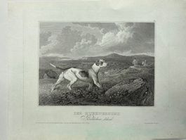 Hünerhund Kupferstich um 1840