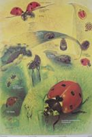 Schulwandbild: Marienkäfer von Peter Rainhard Schneider @jun