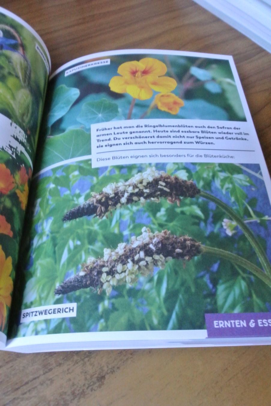 Libri: Trick 17   Garten und Balkon – Usato da Rüschlikon venduto da CBPL 2
