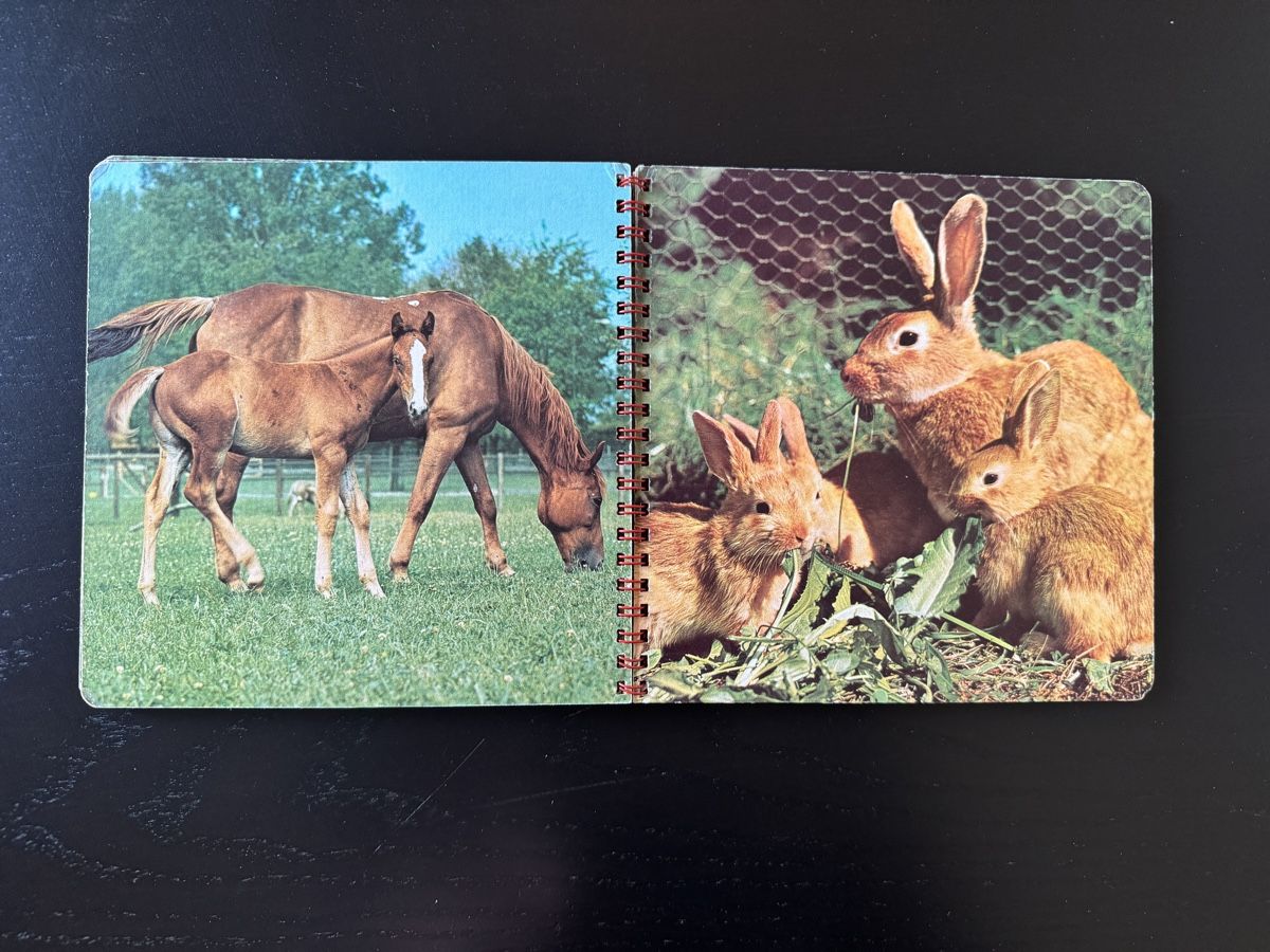 Bücher: "Unsere Haustiere" - Nostalgisches Kinderbuch – Gebraucht aus Erstfeld von Mario_boe0 3