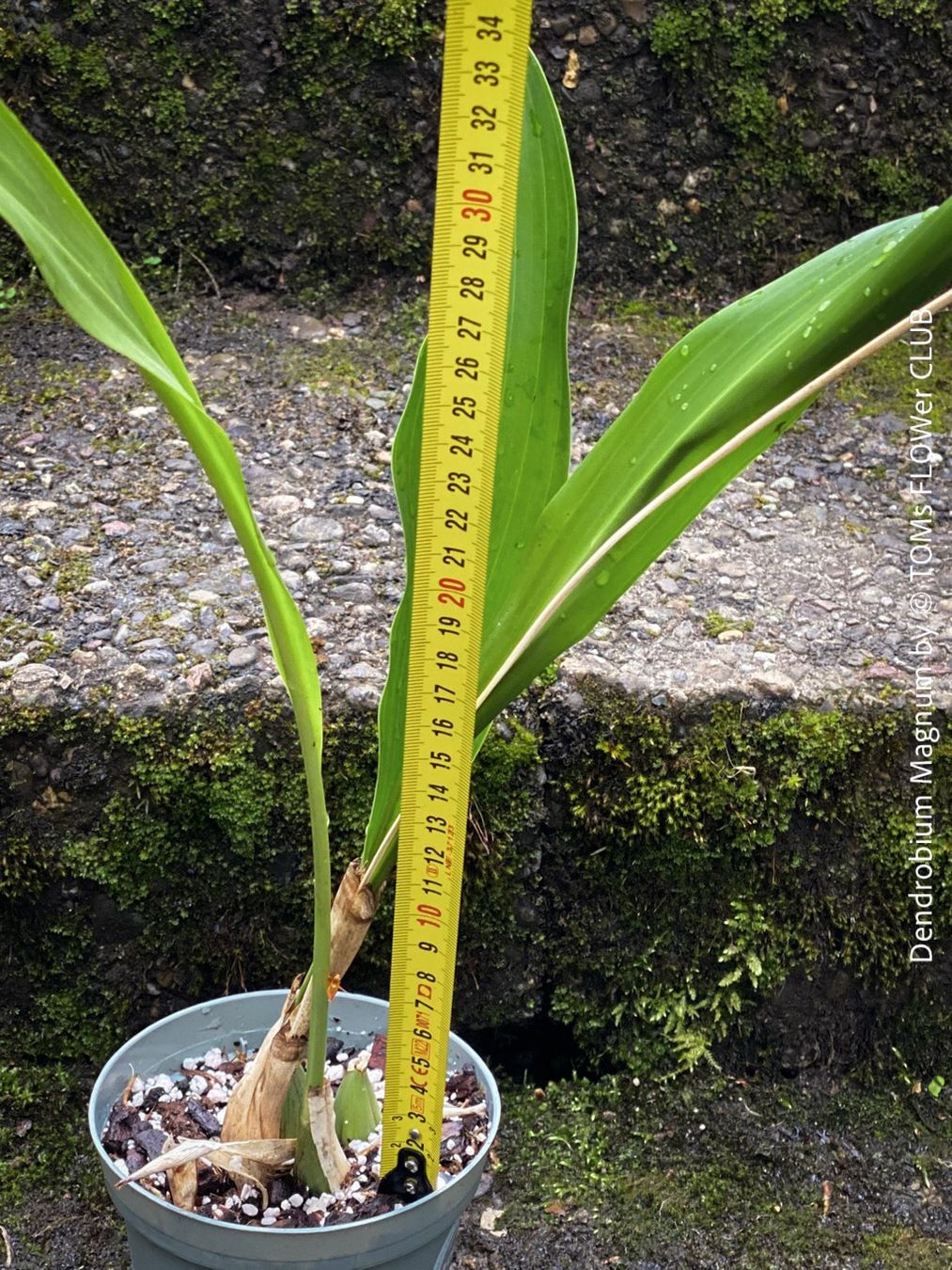 Piante & sementi: Dendrobium Magnum Orchidee - Duft und Blüte einfach WOW – Nuovo e nell'imballaggio originale da Adliswil venduto da asTOMas963 7