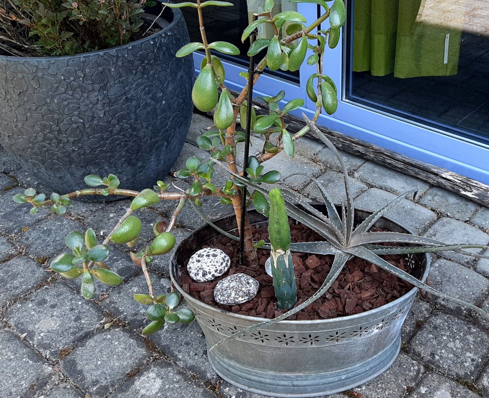 Piante & sementi: KAKTEEN - Garten – Nuovo e nell'imballaggio originale da Kirchberg BE venduto da CZ09 1