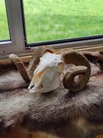 Grosser Wilder Schafsschädel