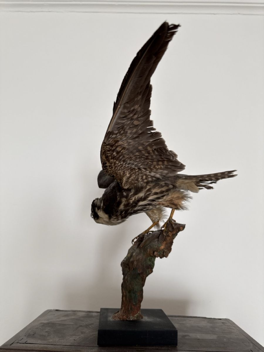 Monde des animaux: Präparierter Baumfalke – D'occasion à Basel par Ramses1179 3