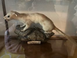 Präpariertes Tier auf Stein, Wiesel