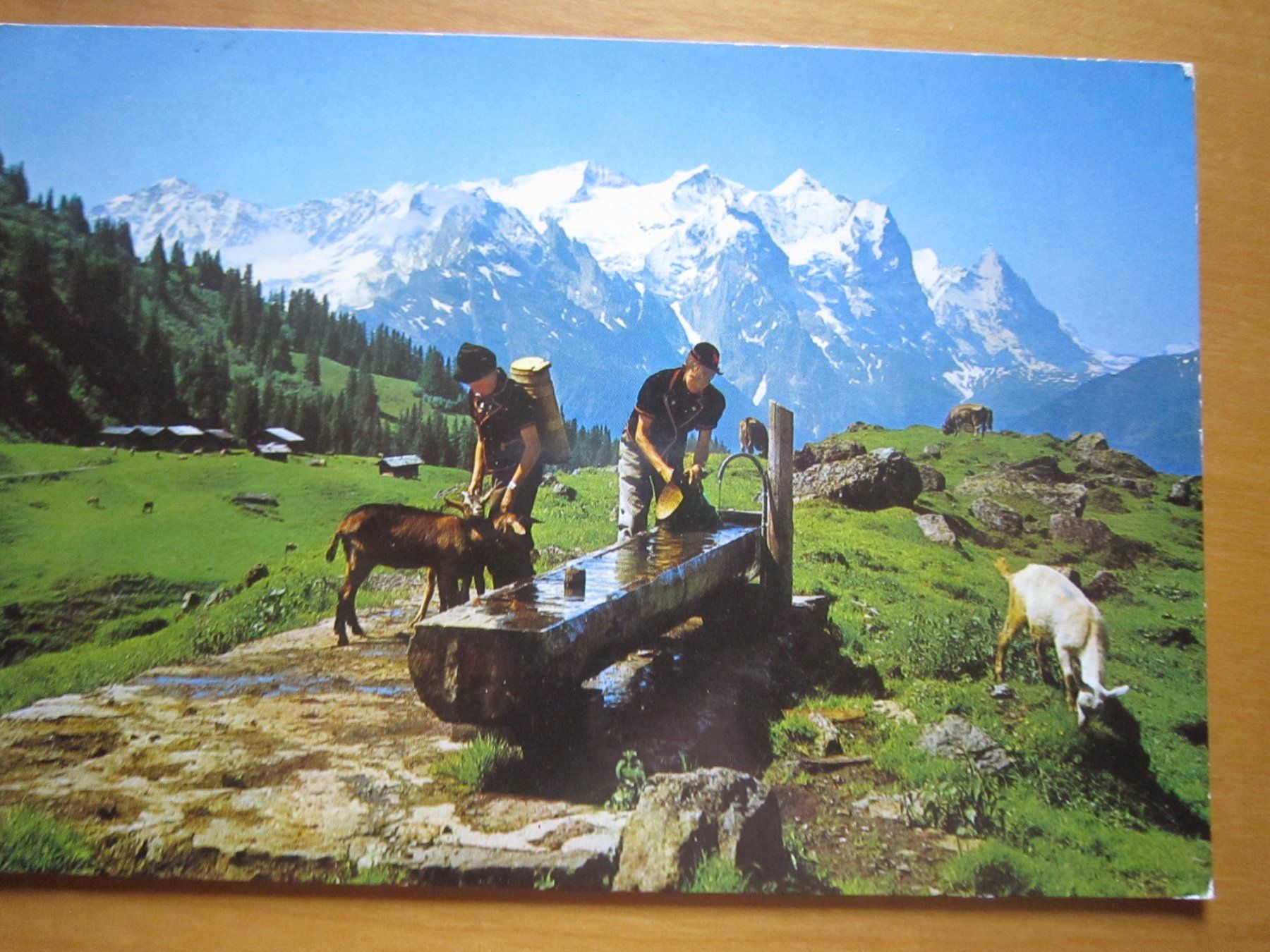 Cartoline postali: No 17 Postkarten Ziegen und Schafen – Usato da Gordola venduto da Polentaefung 1