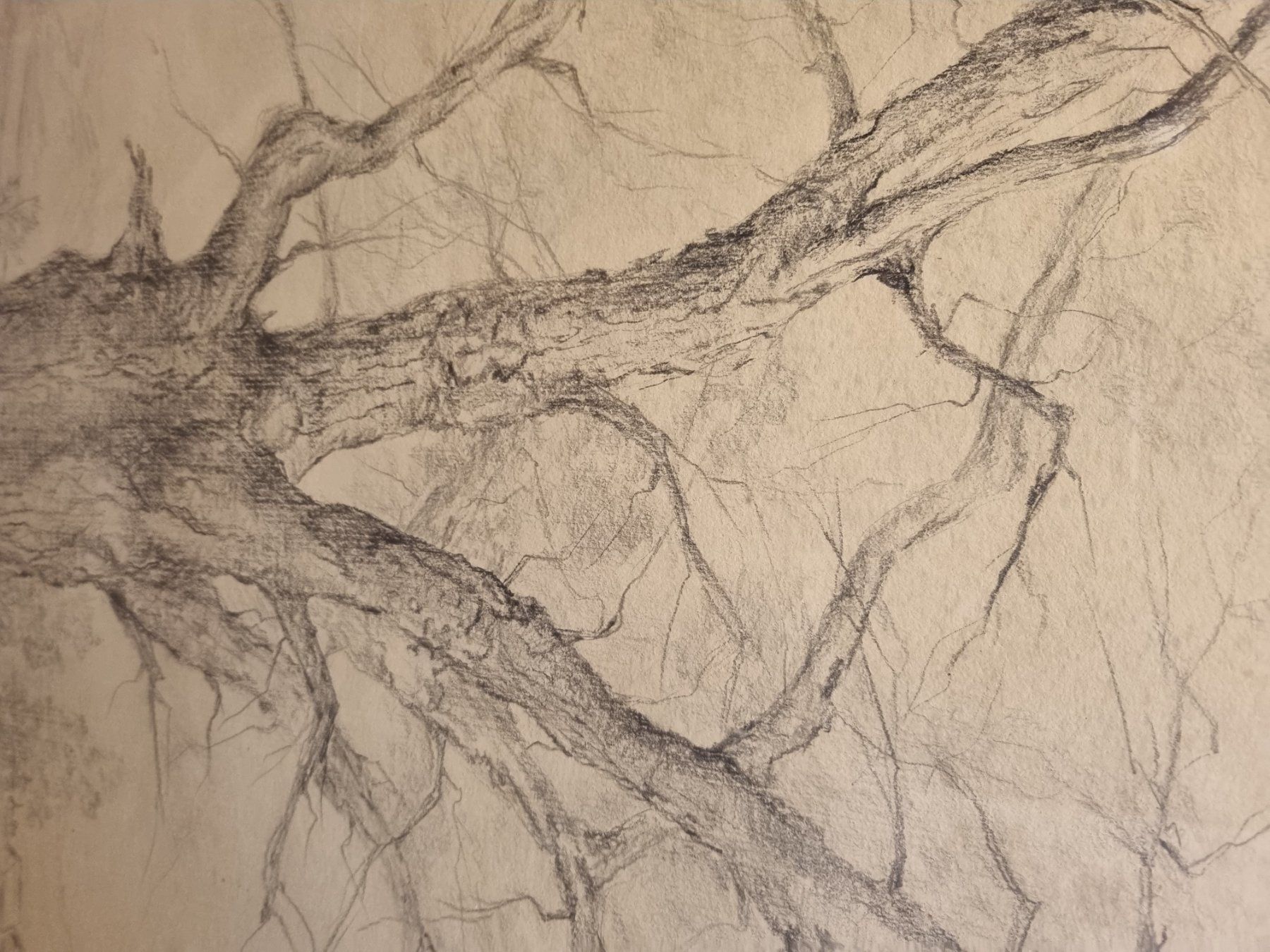 Gemälde: Zeichnung Baum Bleistift gerahmt – Gebraucht aus Schaffhausen von Leveron13 9