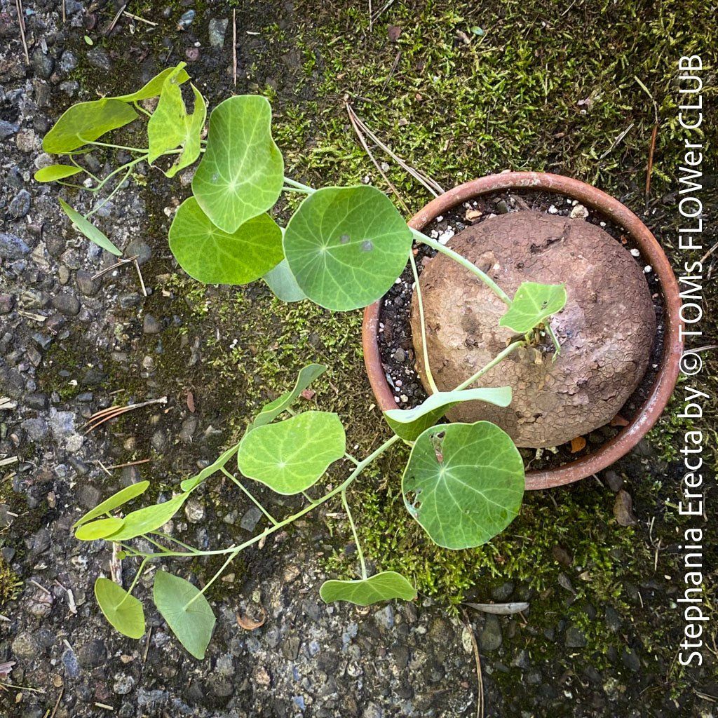 Piante & sementi: Stephania Erecta - einzigartige ⌀11cm Caudex - Pflanze – Nuovo e nell'imballaggio originale da Adliswil venduto da TAKEYOURPLANT 4