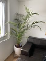 Areca-Palme (Goldfruchtpalme), ca. 2 m hoch 