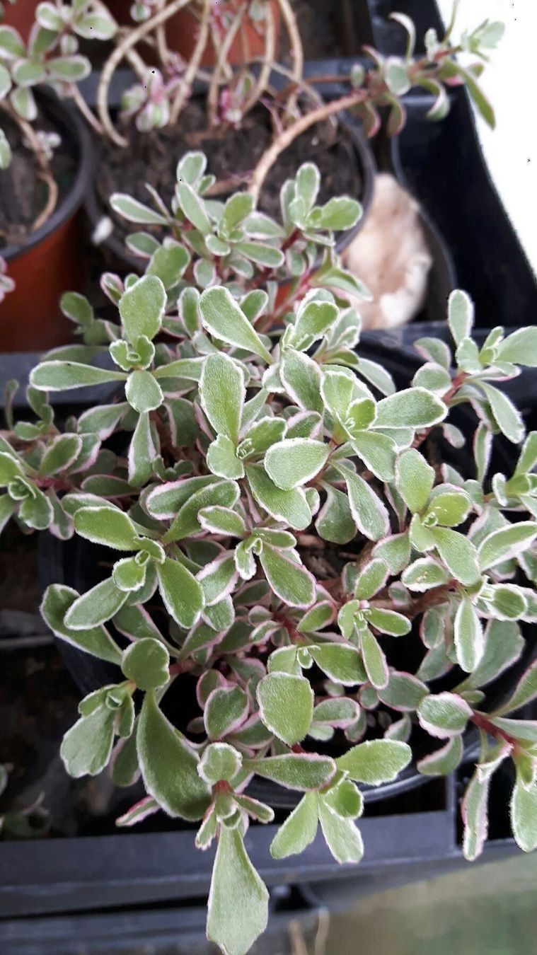 Piante & sementi: Sedum Kambotscha Trikolore Mauerpfeffer – Nuovo (secondo la descrizione) da Ibach venduto da chaemilochhobbygarte