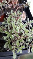 Sedum Kambotscha Trikolore Mauerpfeffer