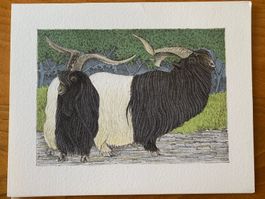 Lithographie Anton Mutter, Schwarzhalsböcke