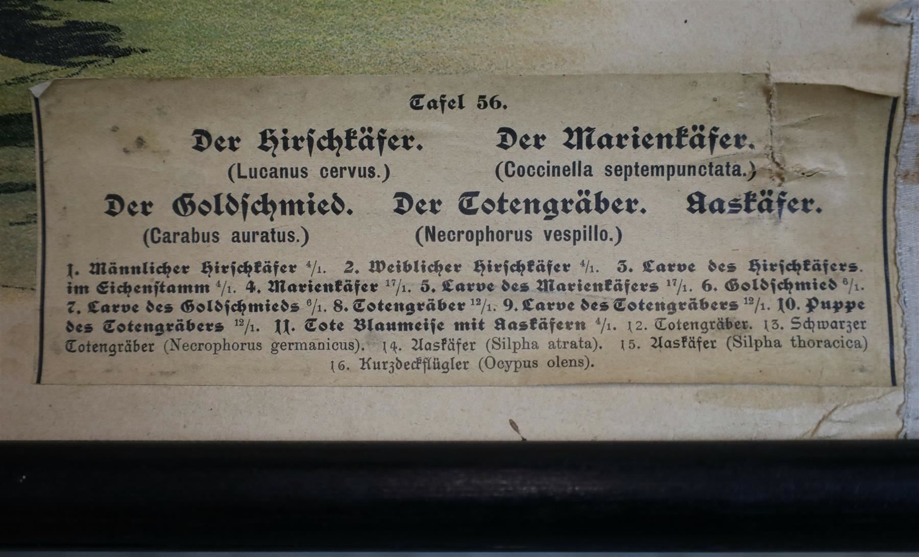 Posters & Illustrations: Schulwandbild "Käfer, Hirschkäfer" – D'occasion à Birrwil par brandschatz_birrwil 5
