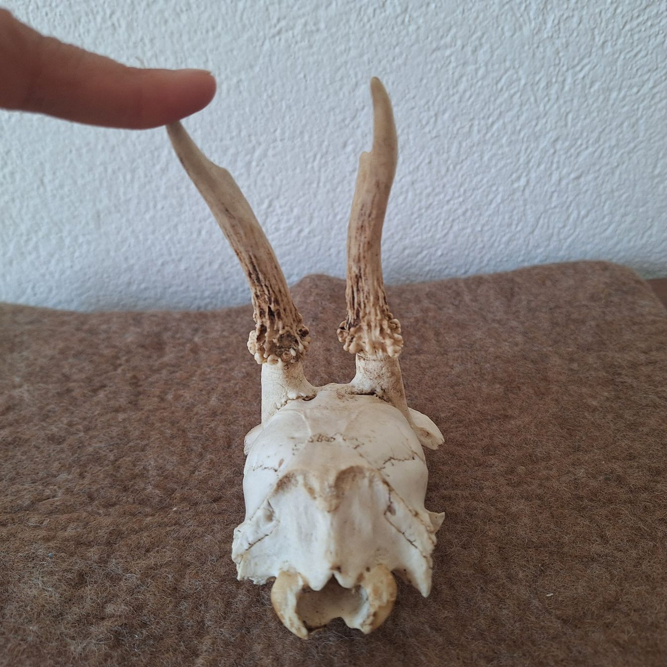 Altre raccolte & rarità: Tierschädel (2) – Usato da Winterthur venduto da ric_rl7n 5