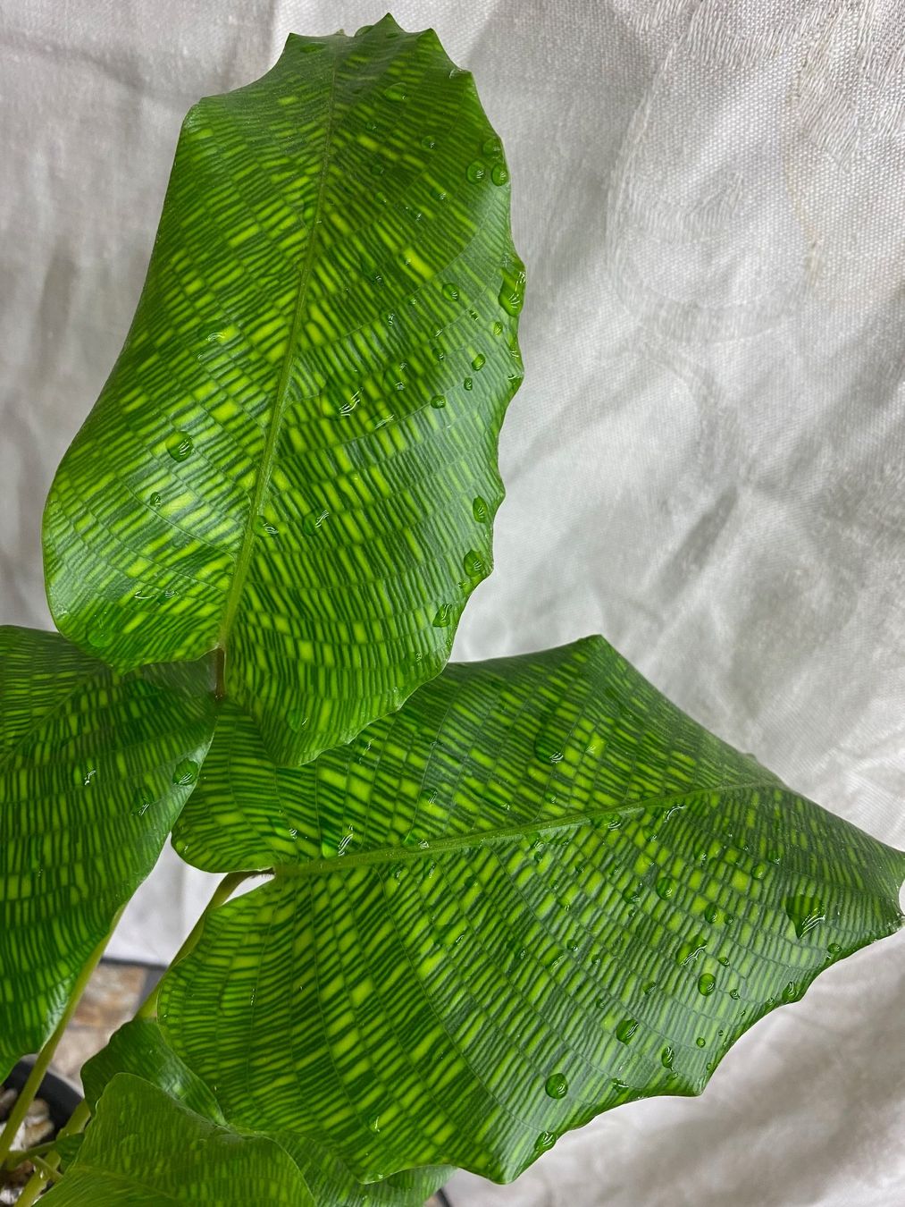 Calathea musaica Network, Korbmarante Network (Neu (gemss Beschreibung))  in Winterthur fr CHF 25  mit Lieferung auf Ricardo kaufen