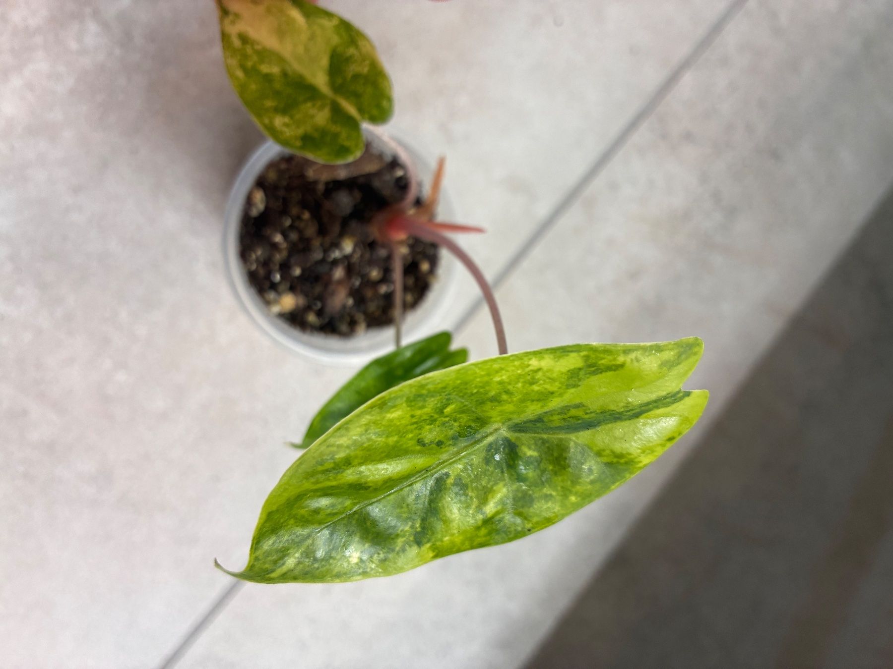 Piante & sementi: Alocasia Pink Dragon Aurea – Usato da Alchenflüh venduto da Timmmsen 1