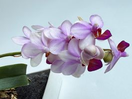 Phalaenopsis Liu's Berry, eine duftende Orchideen-Hybride