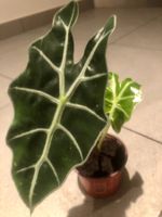 Zierpflanze 20 cm ↕️ “ALOCASIA SANDERIANA” 🍃 Plante‪