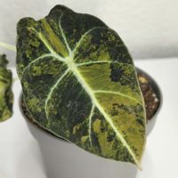 Alocasia Black Velvet Gold (Aurea) –  Rarität im Topf