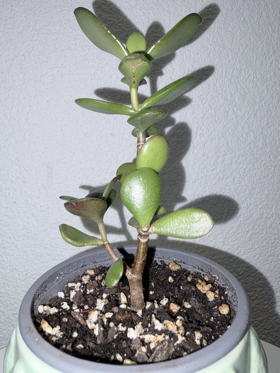 Pflanzen & Samen: Crassula ovata plant with ceramic cache pot – Gebraucht aus Kilchberg ZH von malibubeach 3