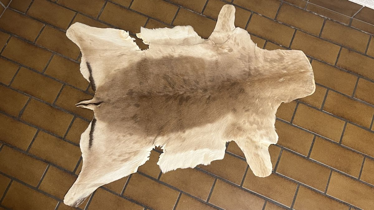 Il mondo degli animali: Echtes Impalafell – Nuovo (secondo la descrizione) da Chur venduto da nuc_lp7y