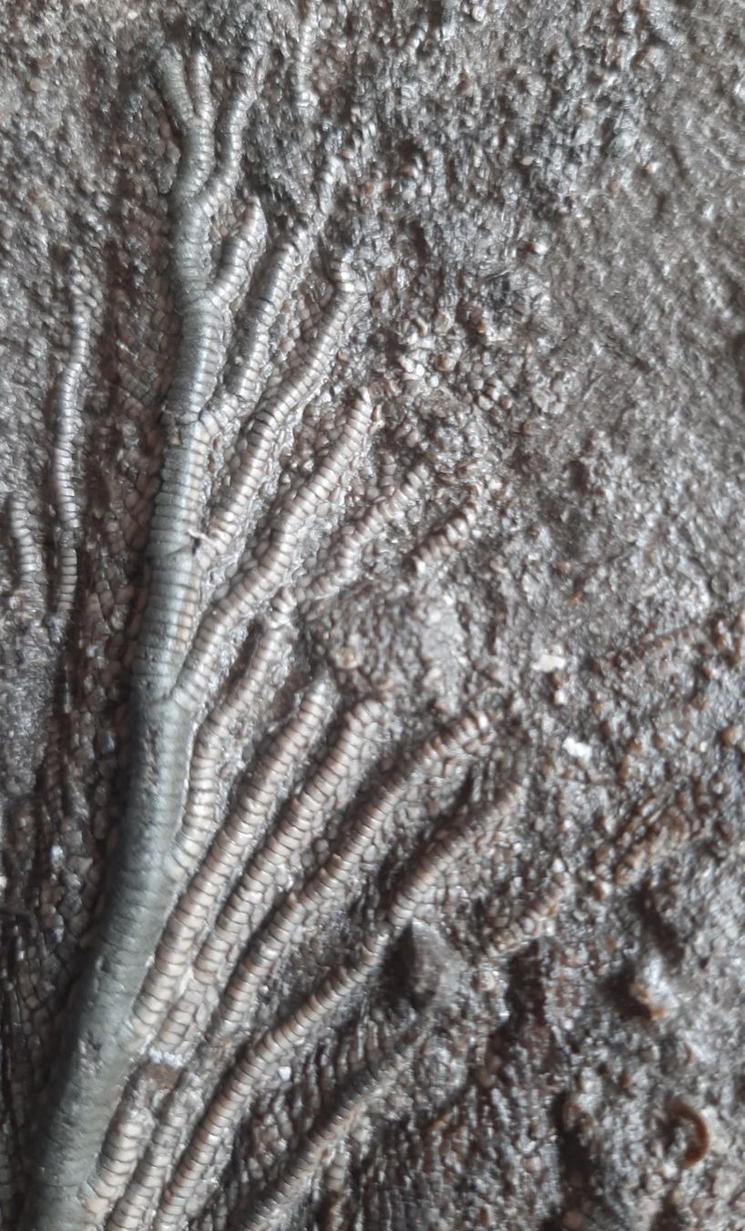 Fossilien: fossilie Seelilie Deutschland – Gebraucht aus Rickenbach BL von Oktober68 8