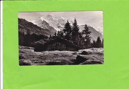 Wengen-Blick auf Jungfrau