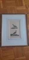 Alte Lithographie "Le Canard Souchet" gerahmt, 1850.