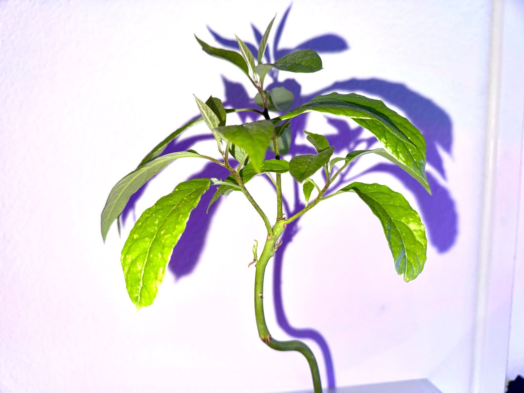 Piante & sementi: Avocado Baum (curved trunk) – Nuovo (secondo la descrizione) da Schlieren venduto da Edgar_k
