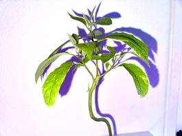Avocado Baum (curved trunk)