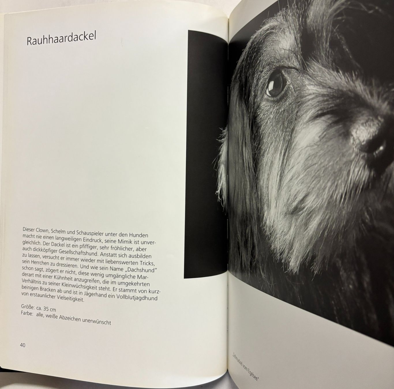 Bücher: Hundeblicke – Gebraucht aus Sarnen von Livres 7