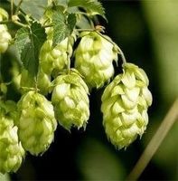 HOUBLON (créer votre bière) 10g