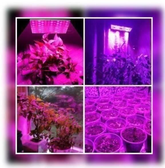 Lampade: LED Grow Light LED Pflanzenlampe – Nuovo e nell'imballaggio originale da Amriswil venduto da Ravinvida 2