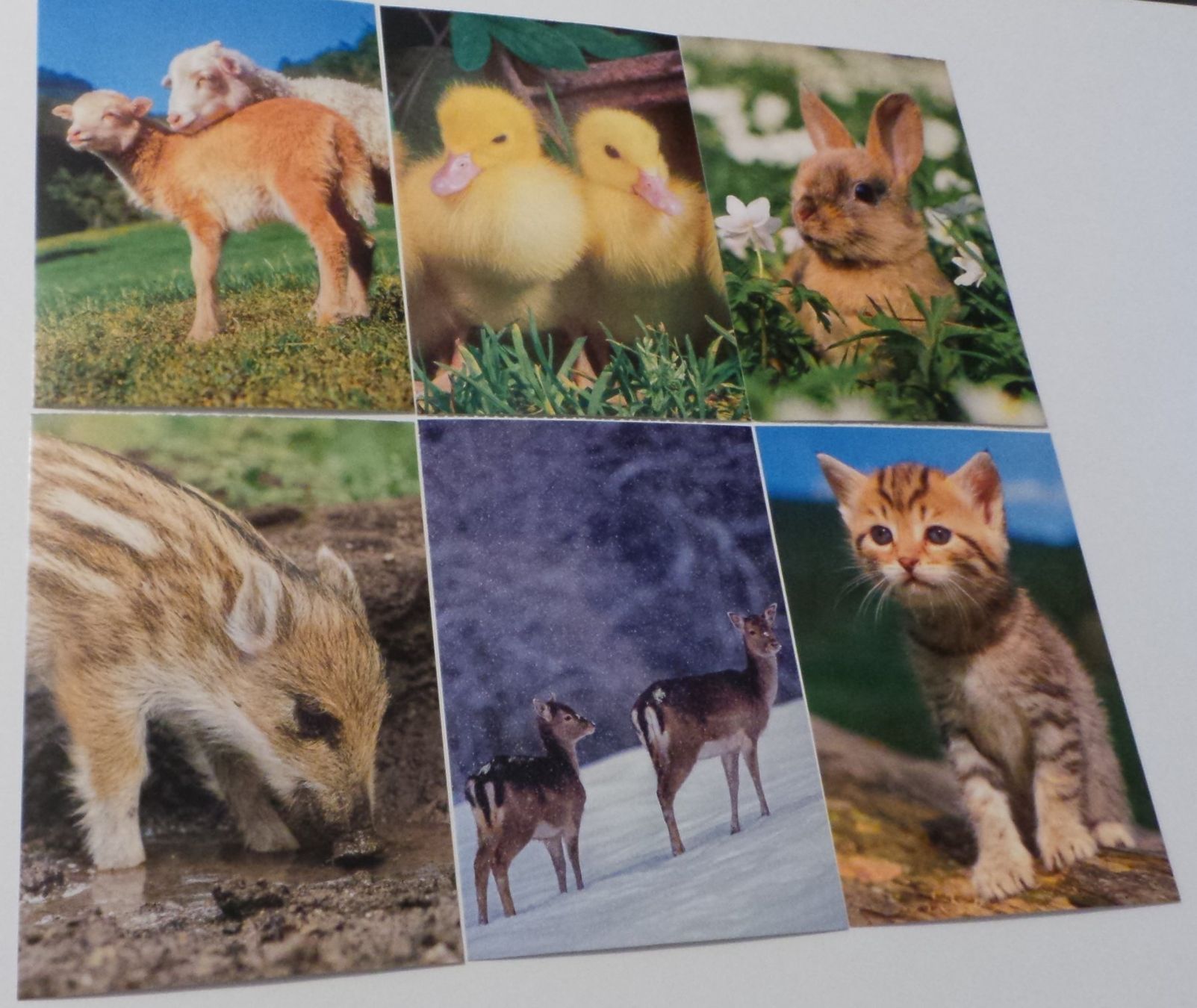 Cartoline postali: 12 Postkarten mit süssen Tiermotiven – Nuovo (secondo la descrizione) da Flamatt venduto da Tattoo18 1