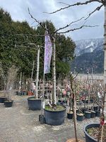 Platanen Bäume schirmförmig