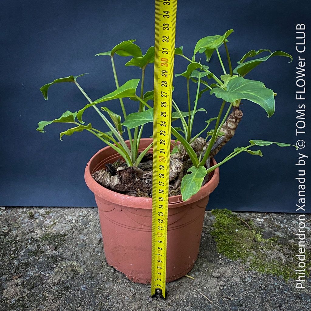 Philodendron Xanadu - kompakter, stammbildender Philo (Neu und  originalverpackt) in Adliswil fr CHF 46  nur Abholung auf Ricardo kaufen