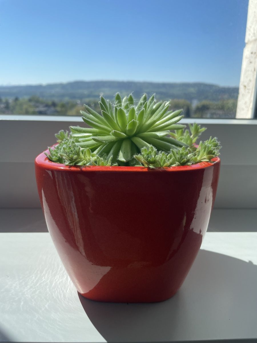 Piante & sementi: Sempervivum (Hens & Chicks) succulent in nice ceramic pot – Usato da Uster venduto da momogarden 1
