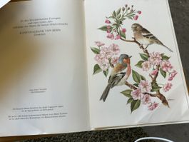Original Kunstmappe „Buchfinkenpaar“ – Anne Marie Trechslin 