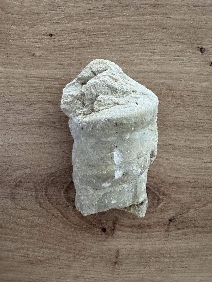 Fossili: Fossil Ammonit oder Schnecke Stein naturbelassen Fundstueck  – Usato da Biberist venduto da etesummer