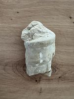 Fossil Ammonit oder Schnecke Stein naturbelassen Fundstueck 