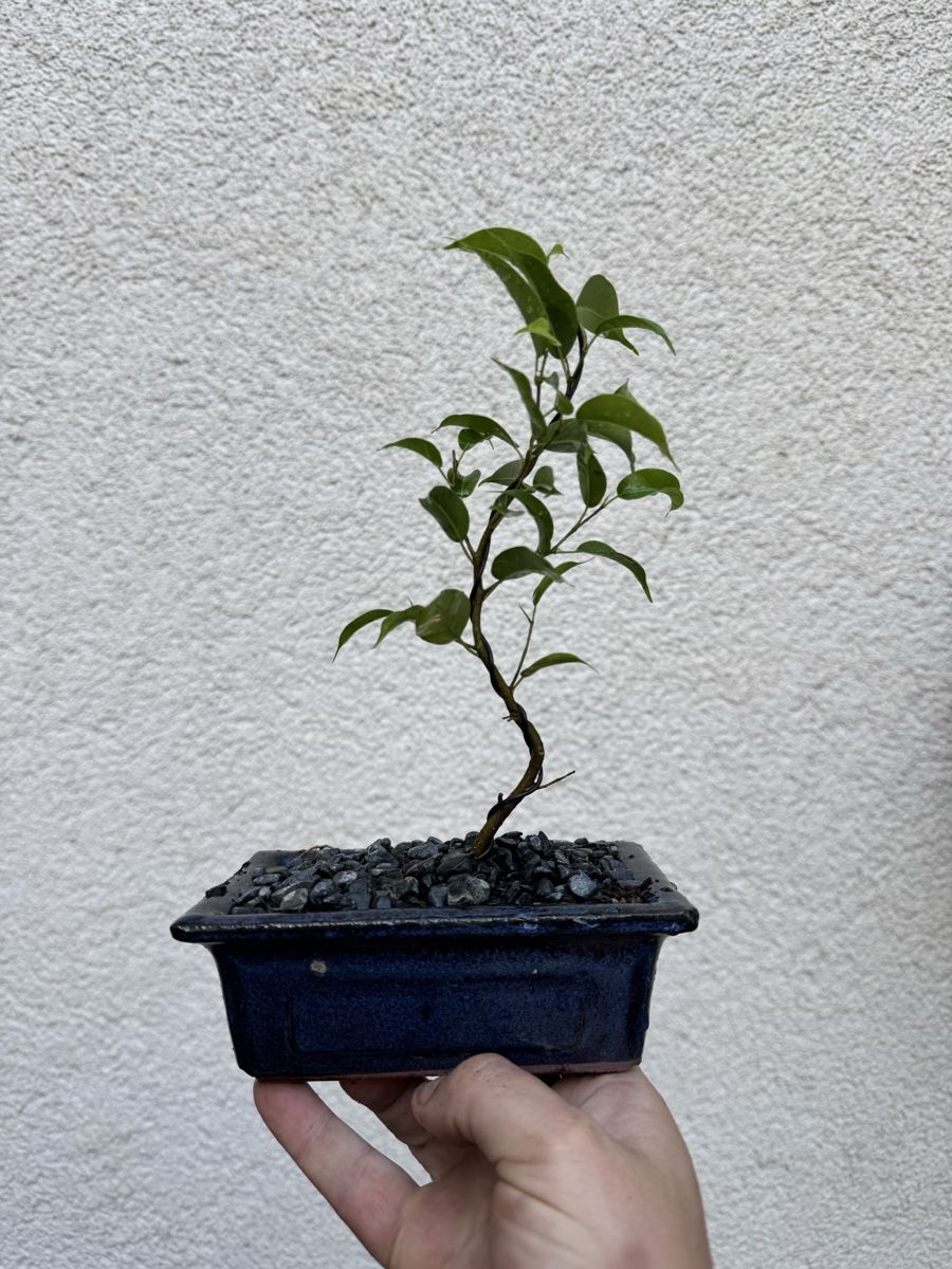 Piante & sementi: Kleiner Ficus Bonsai – Usato da Rümlang venduto da Gruseh.ch