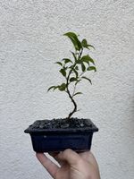 Kleiner Ficus Bonsai