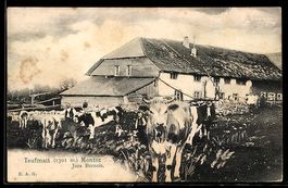 AK Montoz /Jura Bernois, Teufmatt, Almhaus mit Kühen