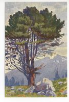 LITHO Schweiz. Nationalpark Alte Arve