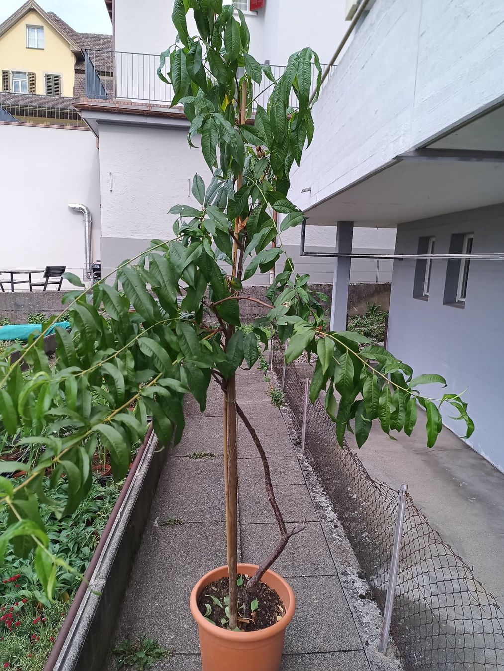 Plantes & graines: Aromatischer 🍑 1.60 hoch – D'occasion à Zug par SirGoldFish 4