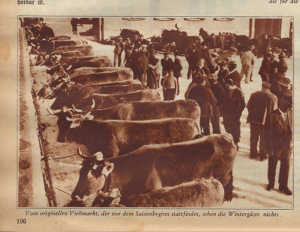 St. Moritz,Stier-Markt,Landwirtschaft (Gebraucht) in Frauenfeld für CHF ...