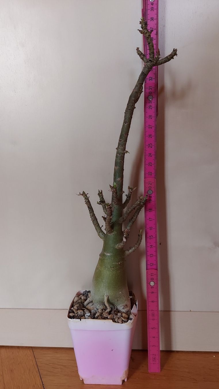 Piante & sementi: Adenium arabicum "Torpedo" / Wüstenrose – Nuovo (secondo la descrizione) da Thalheim venduto da silvara01