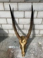 Wasserbock Trophäe 1